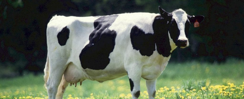 Leche de vaca: Mito vs Realidad en “Salud al día”. Dr. Antonio Escribano