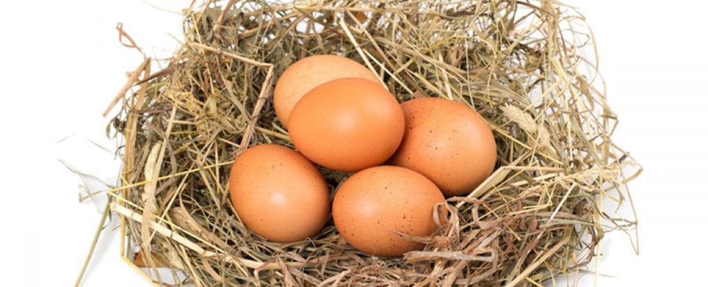 Mitos sobre los alimentos ecológicos