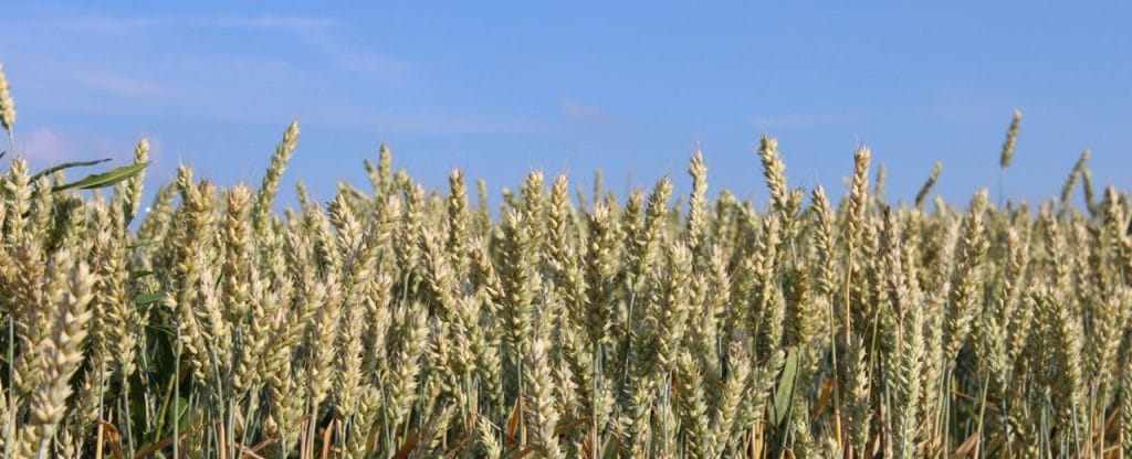 Las intolerancias más comunes: a la lactosa y al gluten