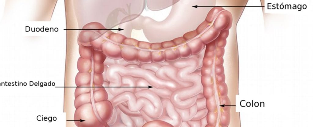 ¿Qué relación hay entre la Dieta Mediterránea y la salud de tu intestino?