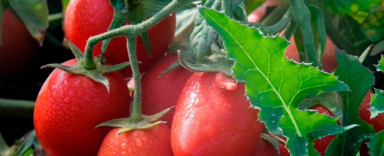 Beneficios del Licopeno en nuestras Cremas de Tomate