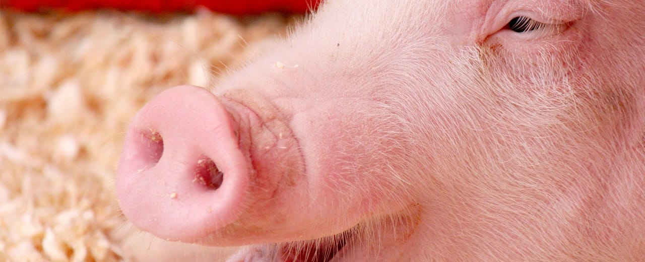 ¿Por qué les prohíben el cerdo?