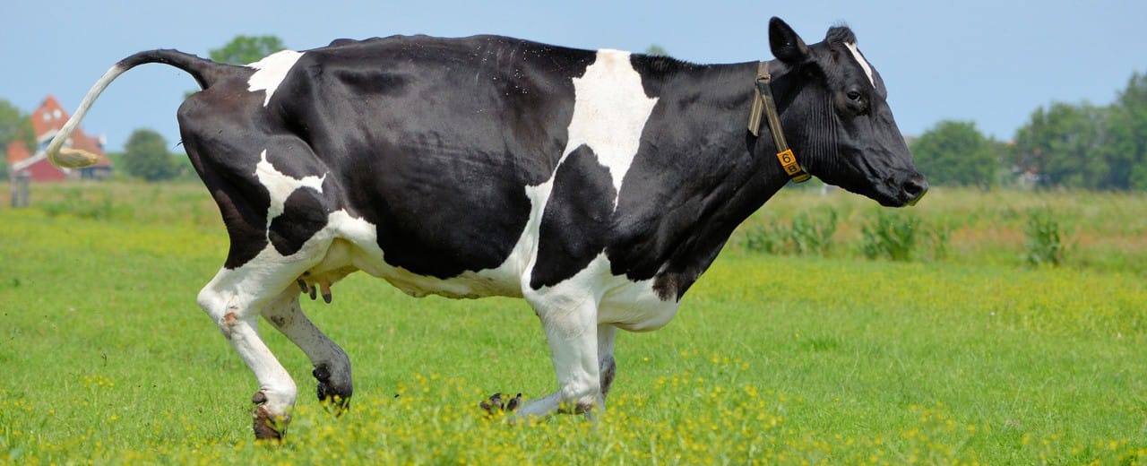 Tomar leche cruda. Una locura que vuelve a ponerse de moda