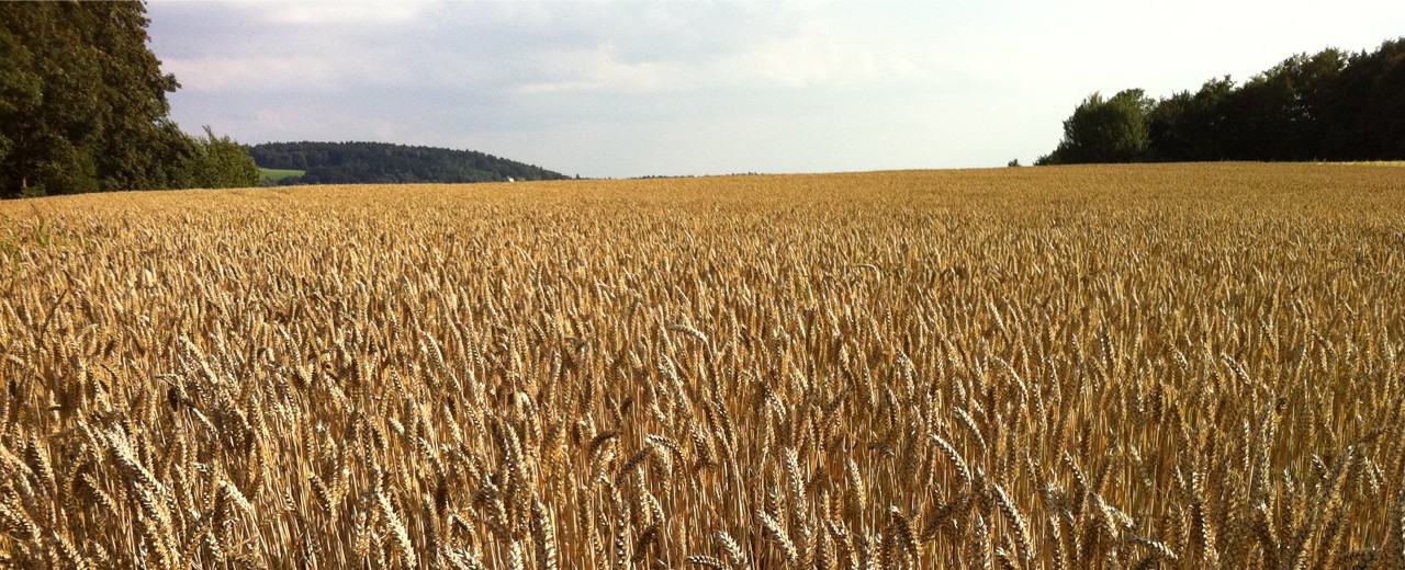 Otras enfermedades originadas por la intolerancia al gluten