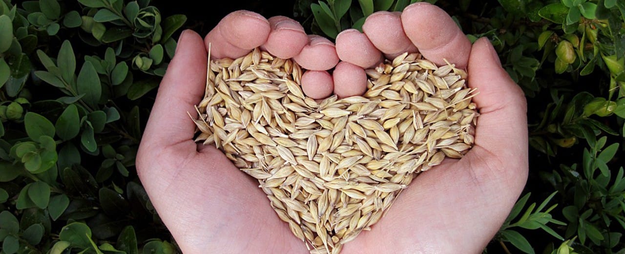 La relación entre nuestra alimentación y nuestra salud